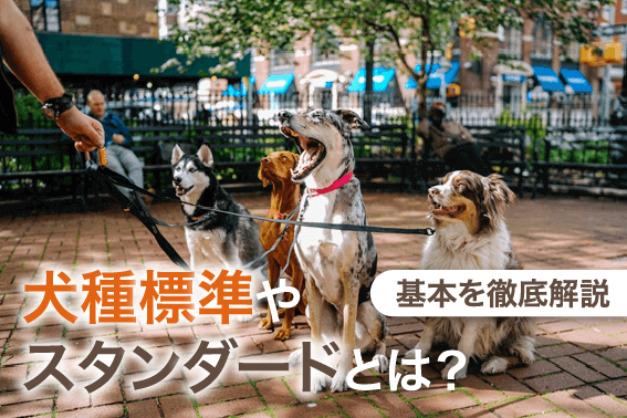 犬種標準やスタンダードとは?基本を徹底解説