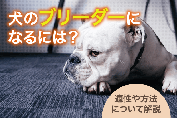 犬のブリーダーになるには?適性や方法について解説