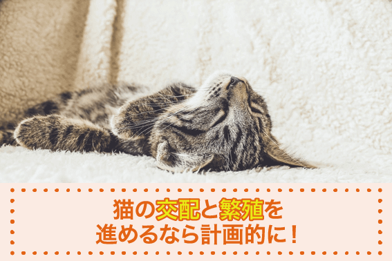 猫の交配と繁殖を進めるなら計画的に!