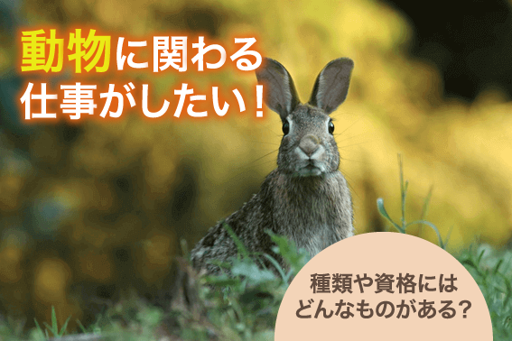 動物に関わる仕事がしたい!種類や資格にはどんなものがある?