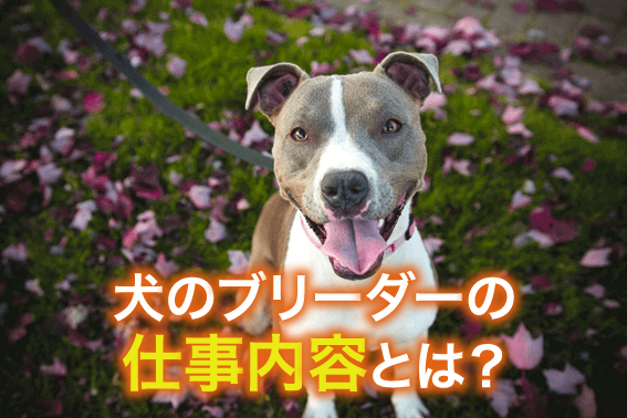 犬のブリーダーの仕事内容とは?
