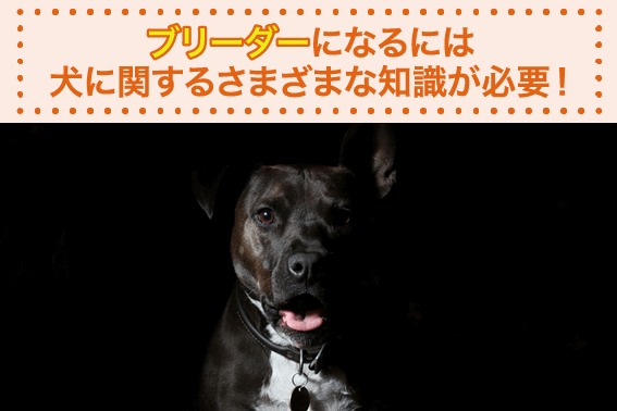 ブリーダーになるには犬に関するさまざまな知識が必要!