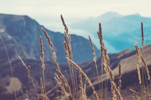 薬膳の知識を仕事に活かしたい！資格の種類と役立つ仕事とは？