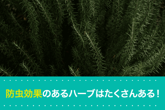 防虫効果のあるハーブはたくさんある!
