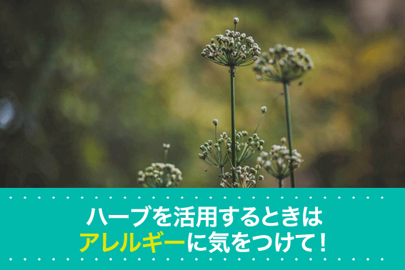ハーブを活用するときはアレルギーに気をつけて!