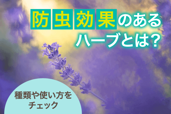 防虫効果のあるハーブとは?種類や使い方をチェック