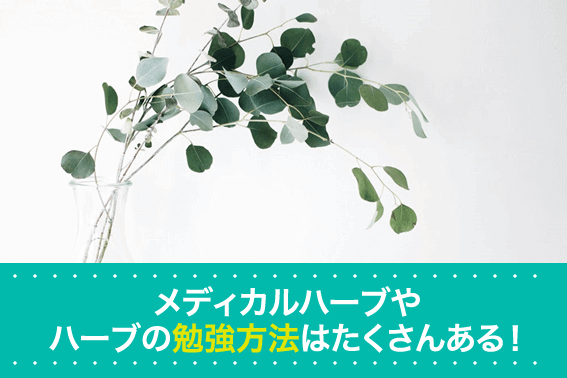 メディカルハーブやハーブの勉強方法はたくさんある!