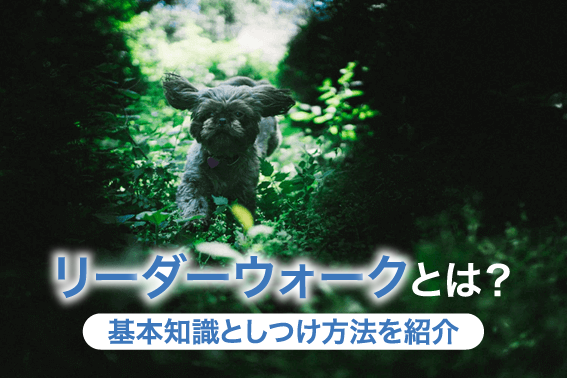 リーダーウォークとは?基本知識としつけ方法を紹介