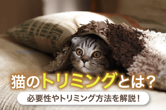 猫のトリミングとは?必要性やトリミング方法を解説!