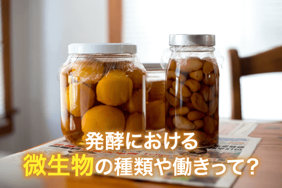 発酵における微生物の種類や働きって?