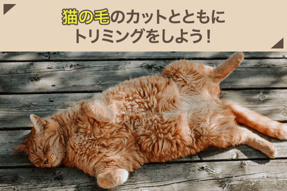 猫の毛のカットとともにトリミングをしよう!