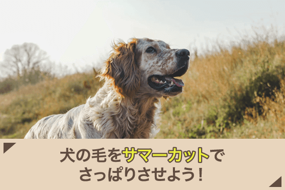 犬の毛をサマーカットでさっぱりさせよう!