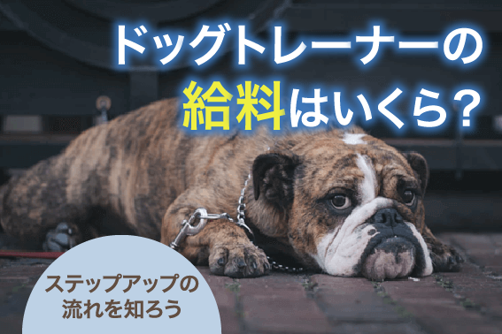 ドッグトレーナーの給料はいくら?ステップアップの流れを知ろう