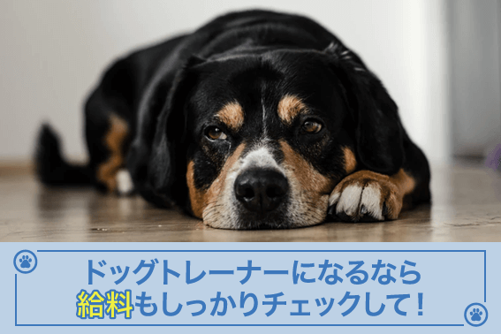 ドッグトレーナーになるなら給料もしっかりチェックして!