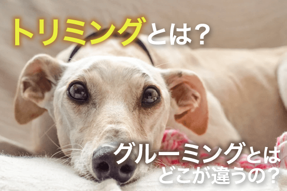 トリミングとは?グルーミングとはどこが違うの?