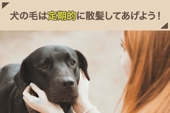 犬の毛は定期的に散髪してあげよう!