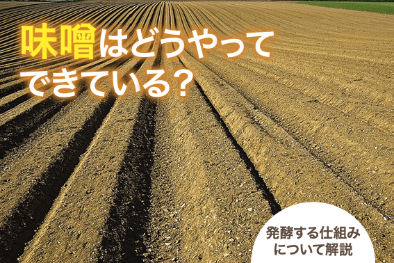 味噌はどうやってできている?発酵する仕組みについて解説