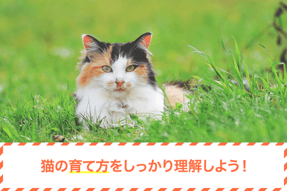 猫の育て方をしっかり理解しよう!