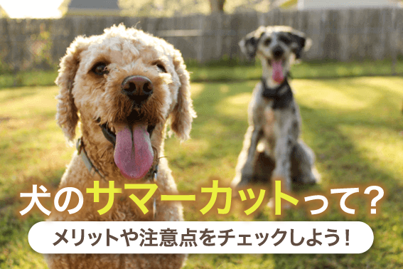 犬のサマーカットって?メリットや注意点をチェックしよう!