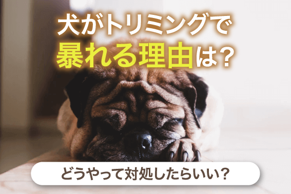 犬がトリミングで暴れる理由とは？対処法・対応！