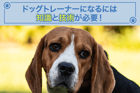 ドッグトレーナーになるには知識と技術が必要!