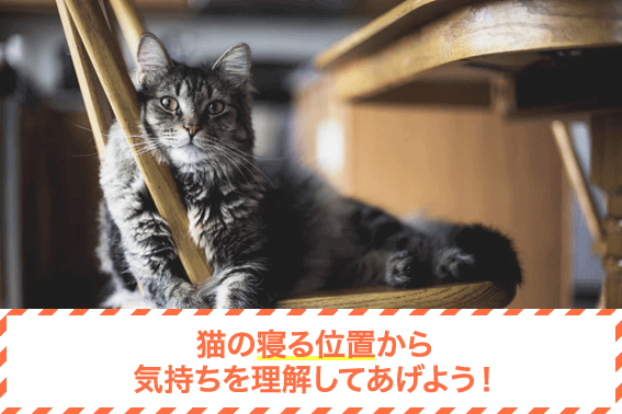 猫の寝る位置から気持ちを理解してあげよう!