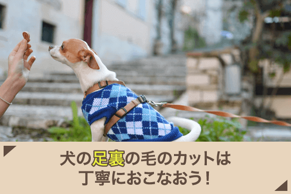 犬の足裏の毛のカットは丁寧におこなおう!