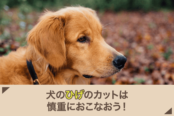 犬のひげのカットは慎重におこなおう!