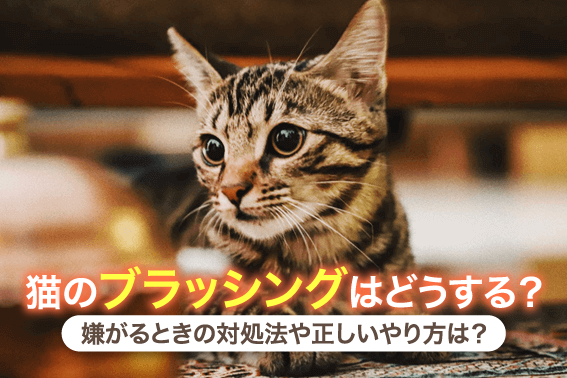 猫のブラッシングはどうする?嫌がるときの対処法や正しいやり方は?