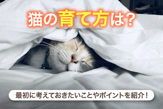 猫の育て方は?最初に考えておきたいことやポイントを紹介!