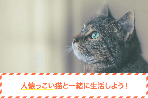 人懐っこい猫と一緒に生活しよう!