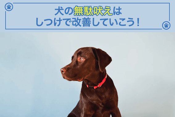 犬の無駄吠えはしつけで改善していこう!