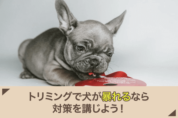 トリミングで犬が暴れるなら対策を講じよう!