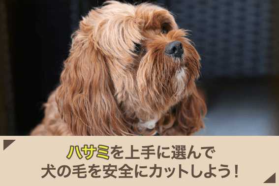ハサミを上手に選んで犬の毛を安全にカットしよう!