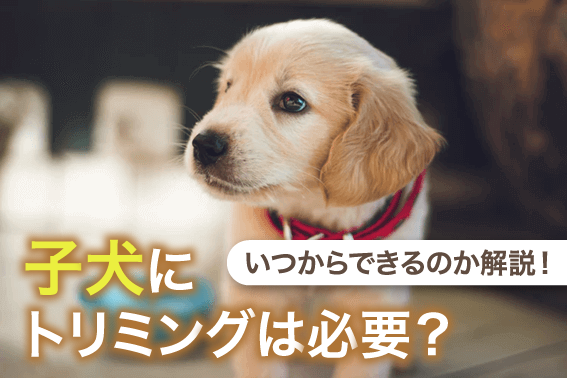 子犬にトリミングは必要?いつからできるのか解説!