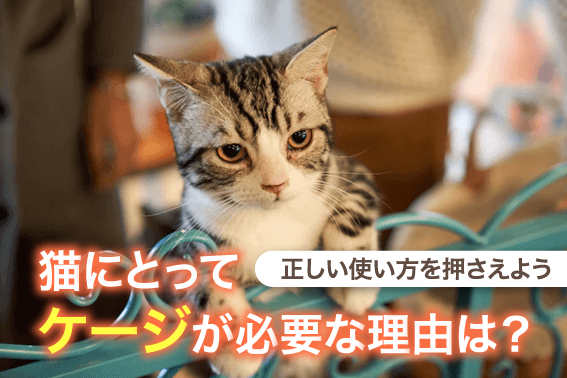 猫にとってケージが必要な理由は?正しい使い方を押さえよう