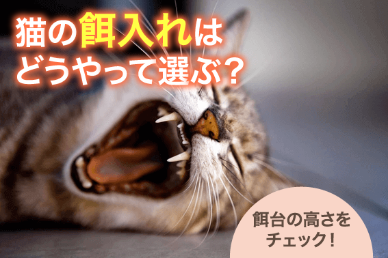 猫の餌入れはどうやって選ぶ?餌台の高さをチェック!