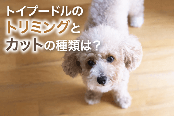 トイプードルのトリミングとカットの種類は?