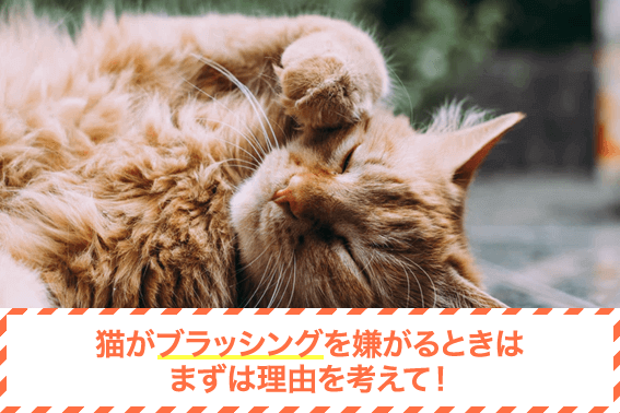 猫がブラッシングを嫌がるときはまずは理由を考えて!
