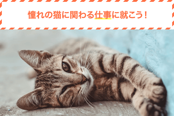 憧れの猫に関わる仕事に就こう!