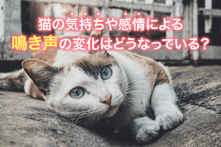 猫の気持ちや感情による鳴き声の変化はどうなっている?