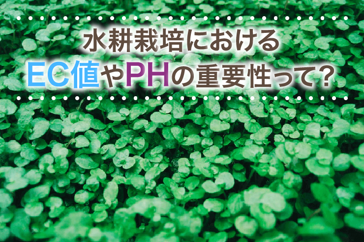 水耕栽培におけるEC値やPHの重要性って?