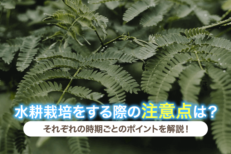 水耕栽培をする際の注意点は?それぞれの時期ごとのポイントを解説!