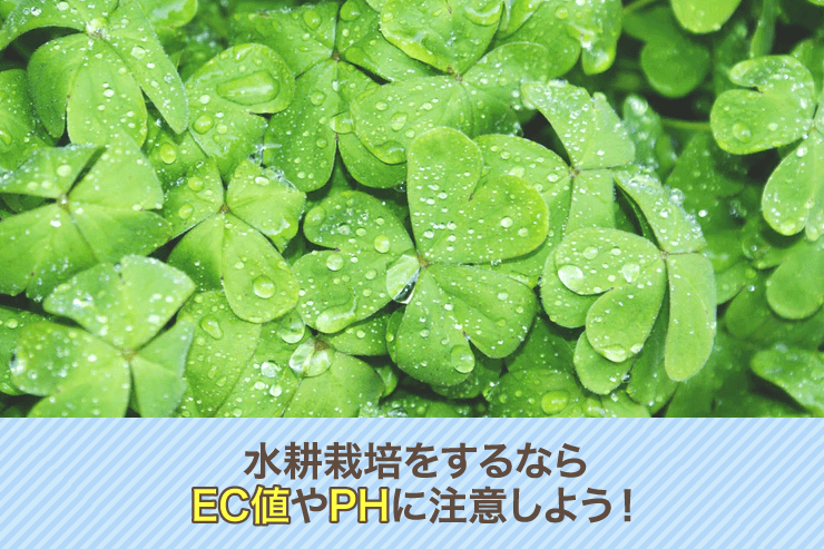 水耕栽培をするならEC値やPHに注意しよう!