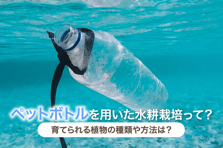 ペットボトルを用いた水耕栽培って?育てられる植物の種類や方法は?