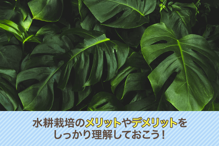 水耕栽培のメリットやデメリットをしっかり理解しておこう!