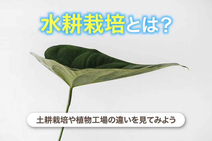 水耕栽培とは?土耕栽培や植物工場の違いを見てみよう