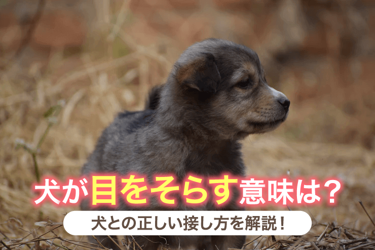 犬が目をそらす意味は?犬との正しい接し方を解説!