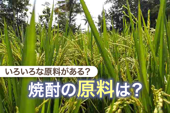 いろいろな原料がある?焼酎の原料は?