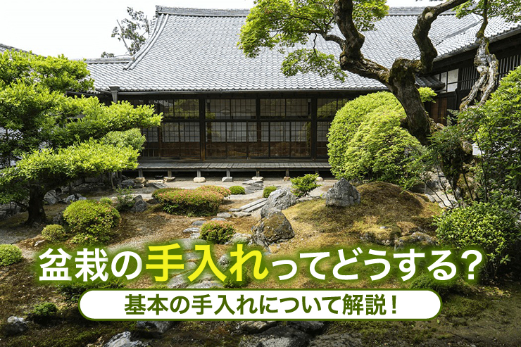 盆栽の手入れってどうする?基本の手入れについて解説!